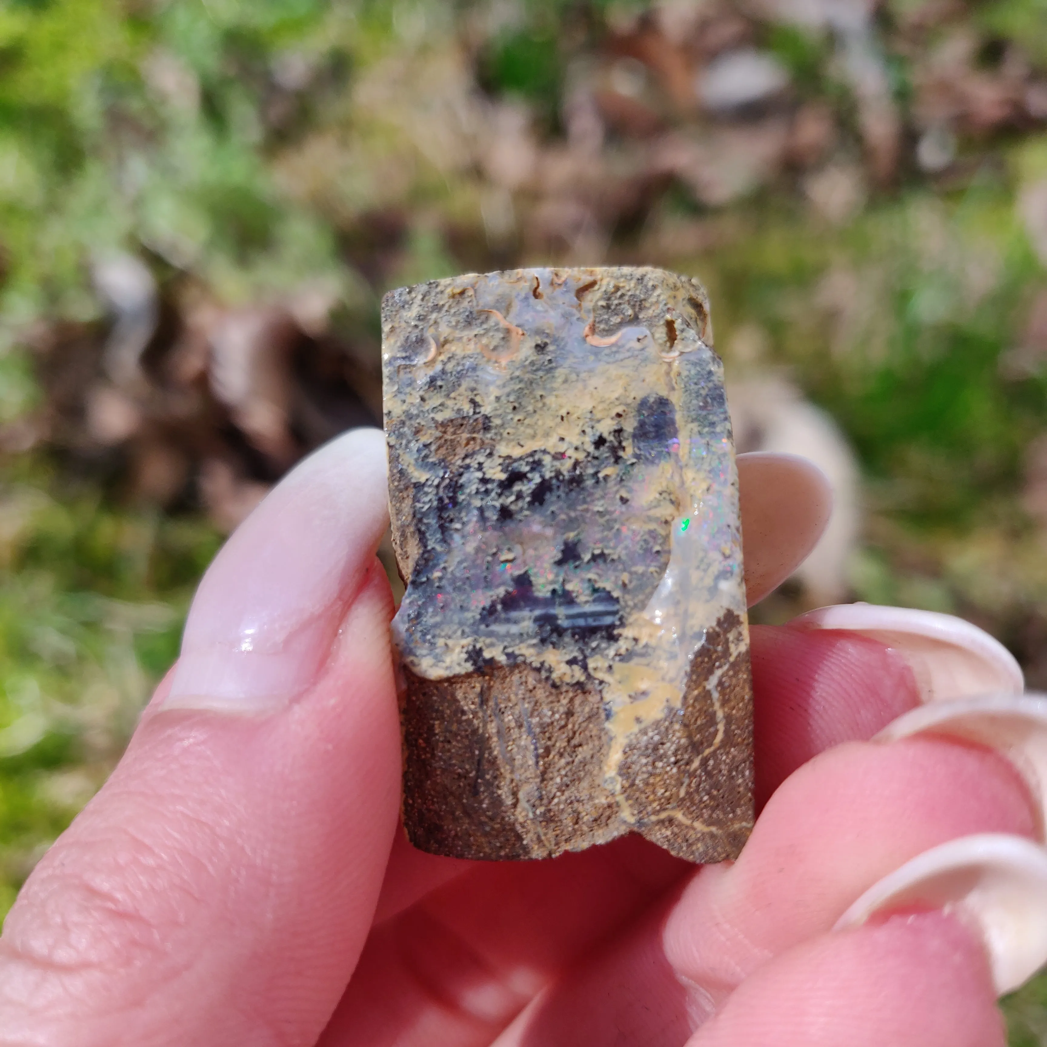 Australian Boulder Opal Rough Specimen (#5)