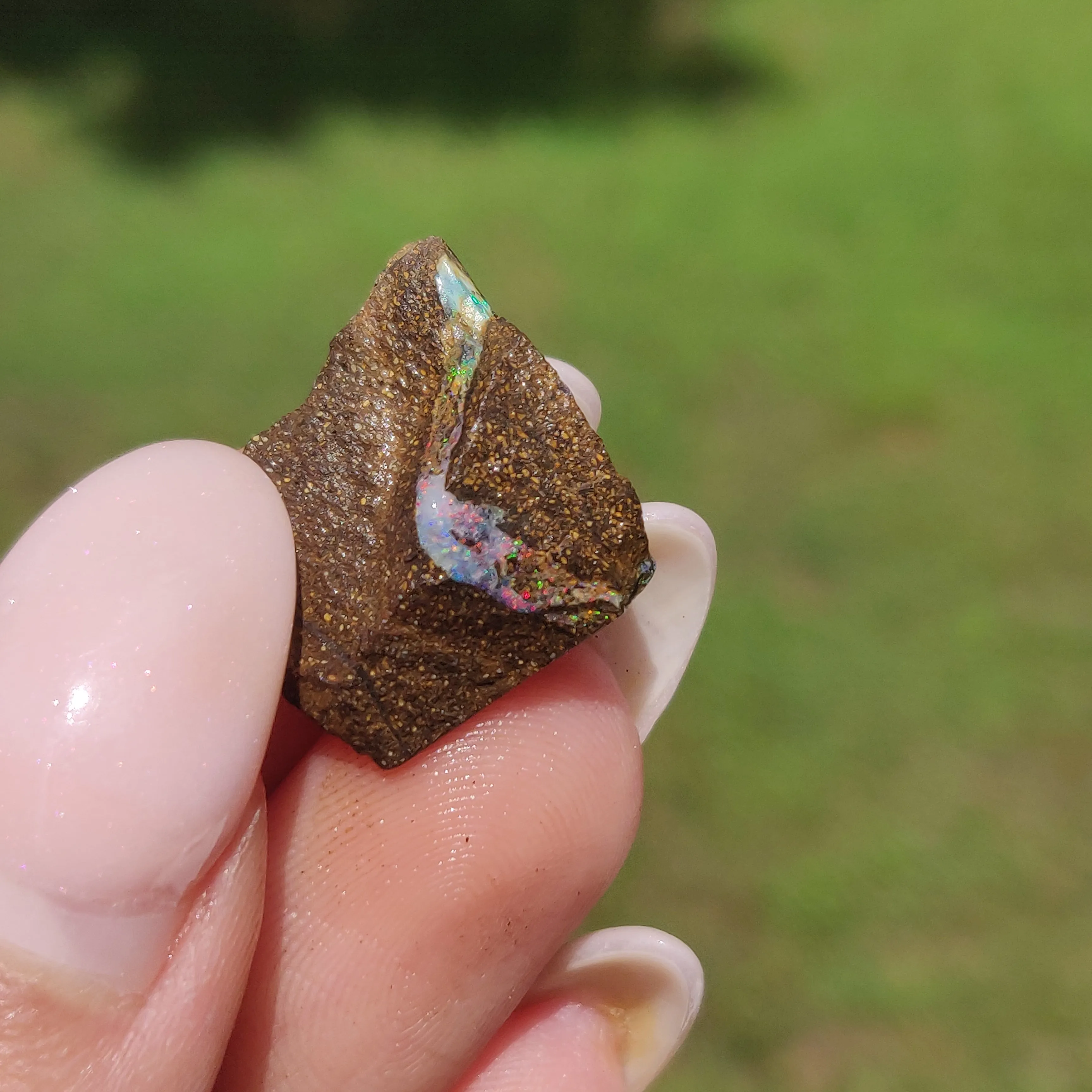 Australian Boulder Opal Rough Specimen(#9)